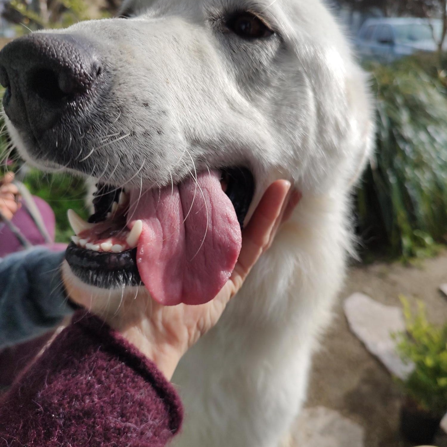 Enlarge Sean, a ADOPTABLE Great Pyrenees in Hollister, CA image 3/4
