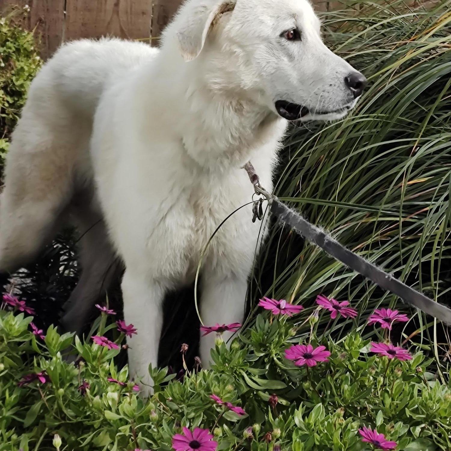 Enlarge Sean, a ADOPTABLE Great Pyrenees in Hollister, CA image 2/4