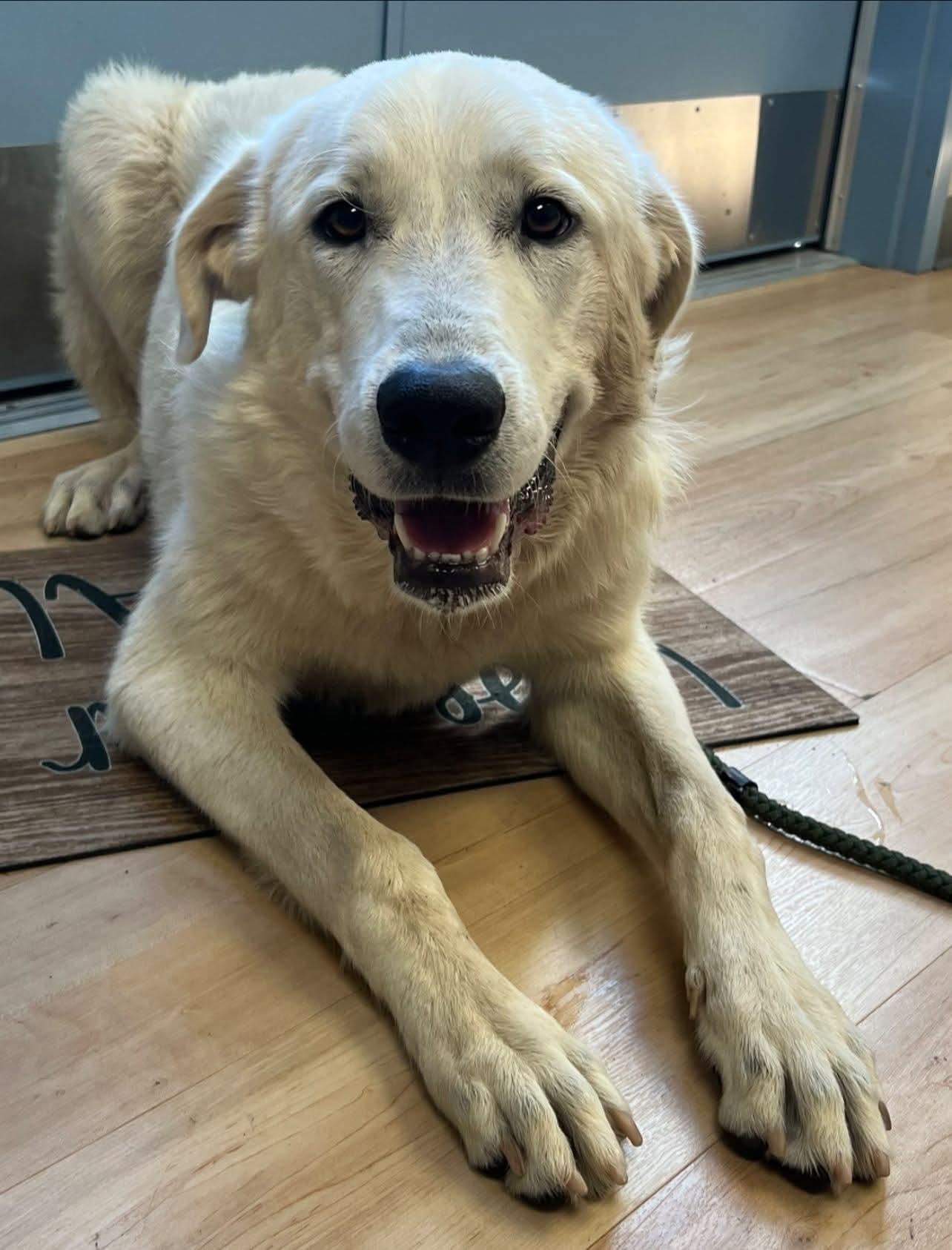 Sean, ADOPTABLE, Young Male Great Pyrenees.