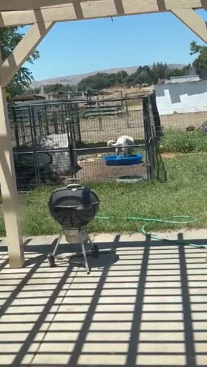 Enlarge Sean, a Adoptable Great Pyrenees in Hollister, CA video 5/6