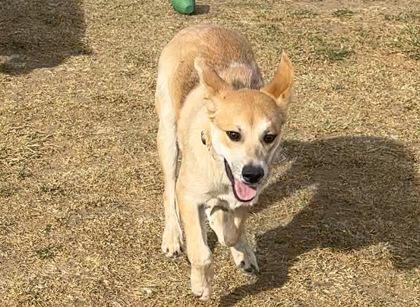 Enlarge Joey, a Adoptable mixed breed in Boulder, CO image 1/3