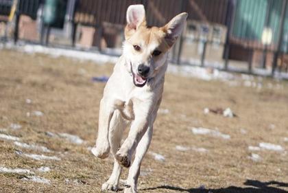 Joey, Adoptable, Young Male Cattle Dog & Mixed Breed.