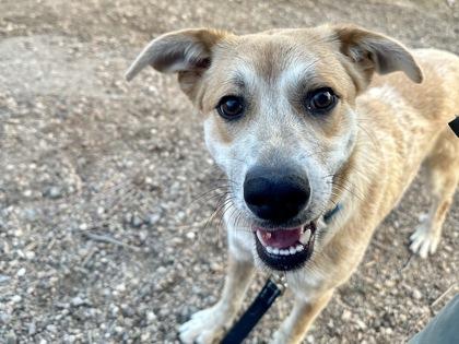 Joey, Adoptable, Young Male Cattle Dog & Mixed Breed.