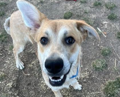 Enlarge Joey, a Adoptable mixed breed in Boulder, CO image 3/3