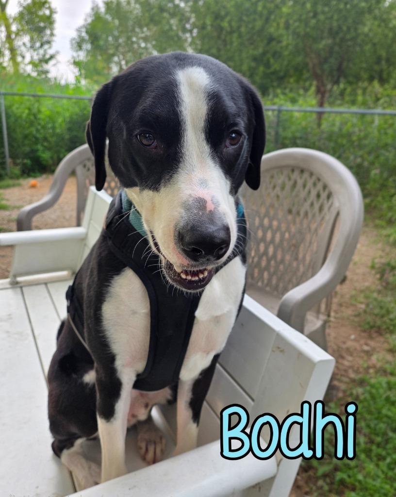 Bodhi photo