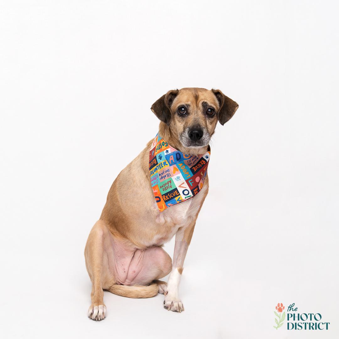 Lucy, Adoptable, Senior Female Beagle.