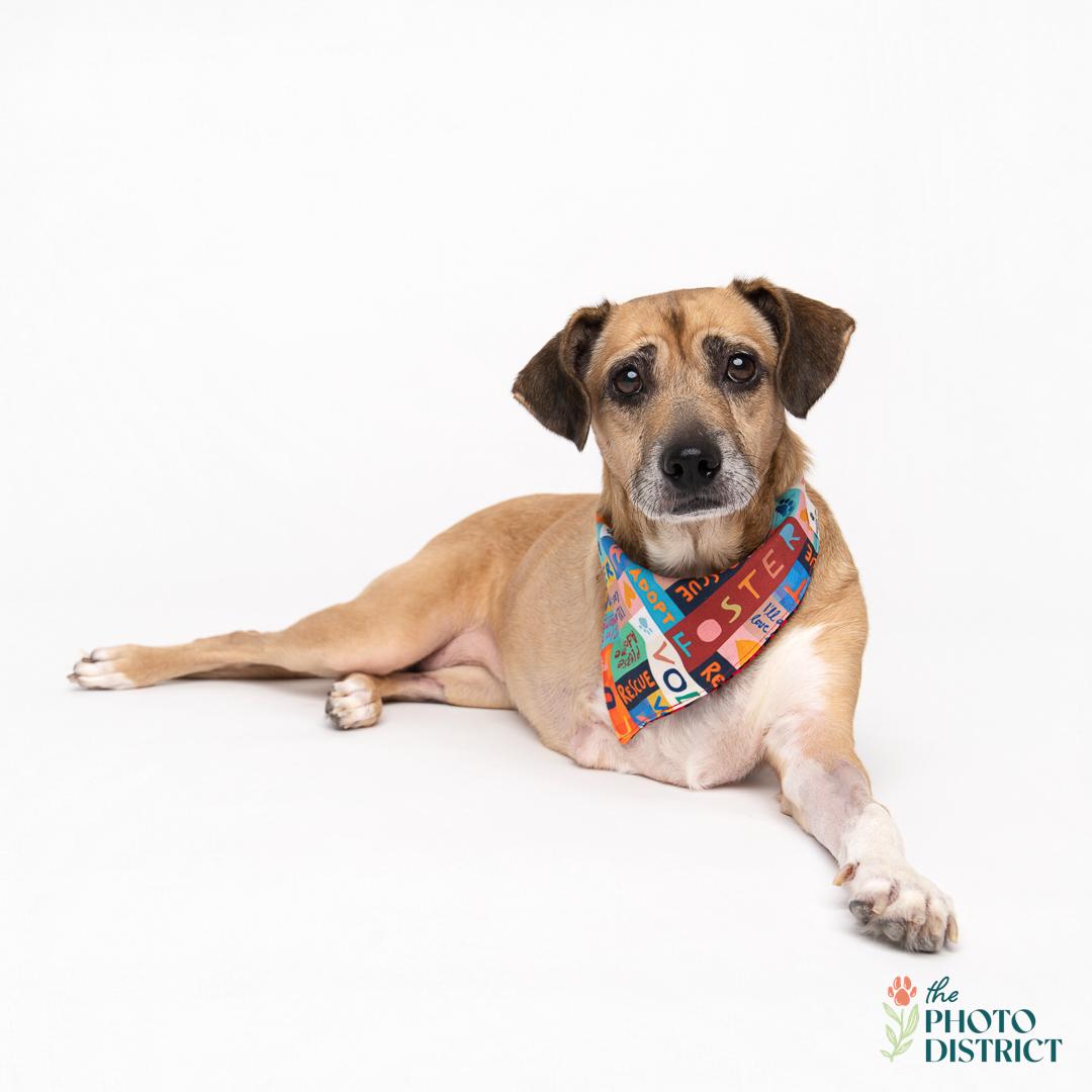 Lucy, a Adoptable Beagle in Wilmington, NC image 2/6