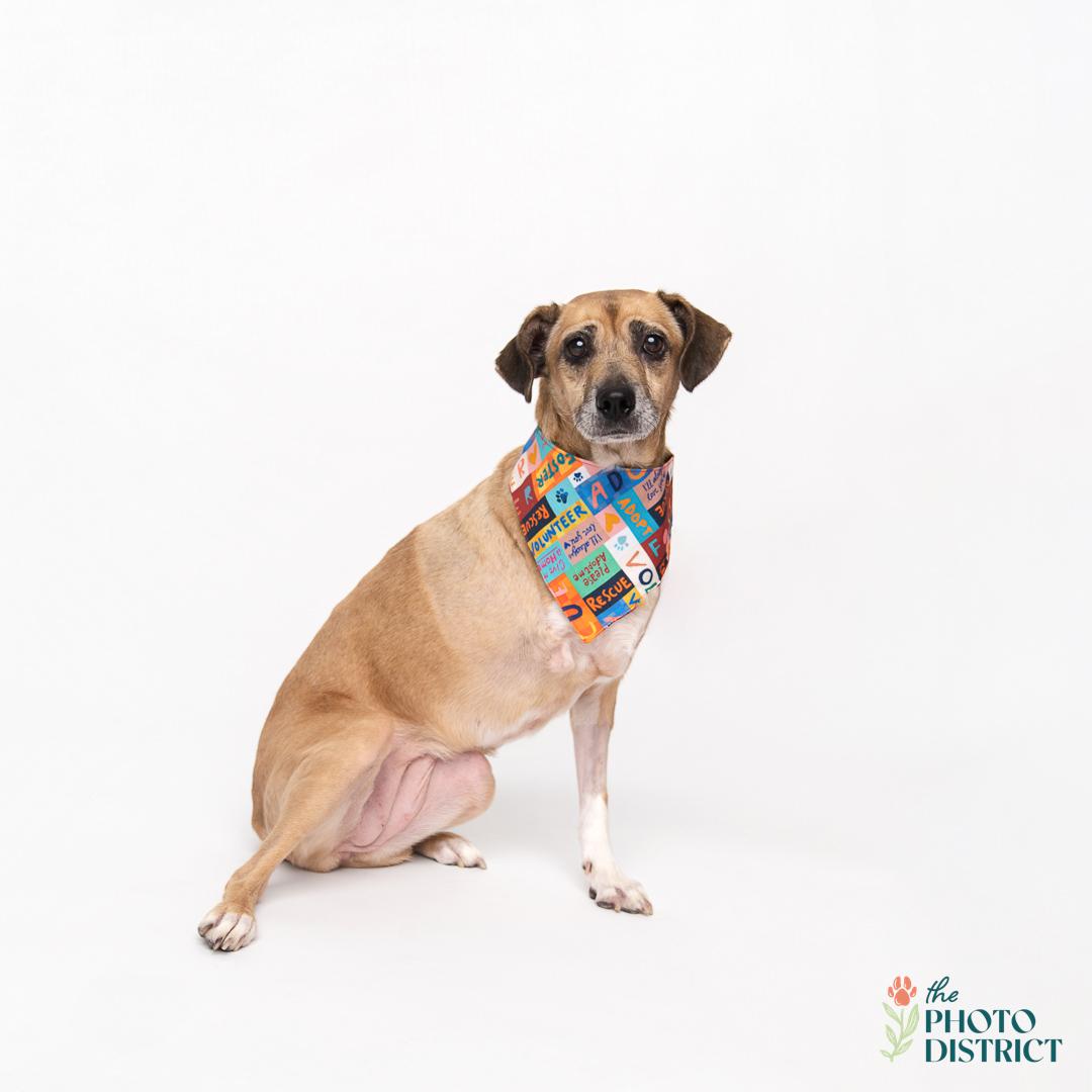 Lucy, a Adoptable Beagle in Wilmington, NC image 3/6