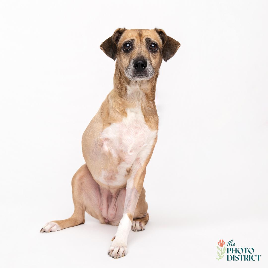 Lucy, a Adoptable Beagle in Wilmington, NC image 4/6