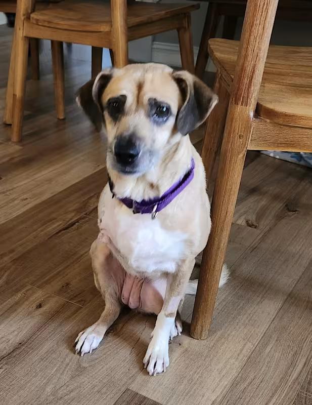 Lucy, a Adoptable Beagle in Wilmington, NC image 5/6