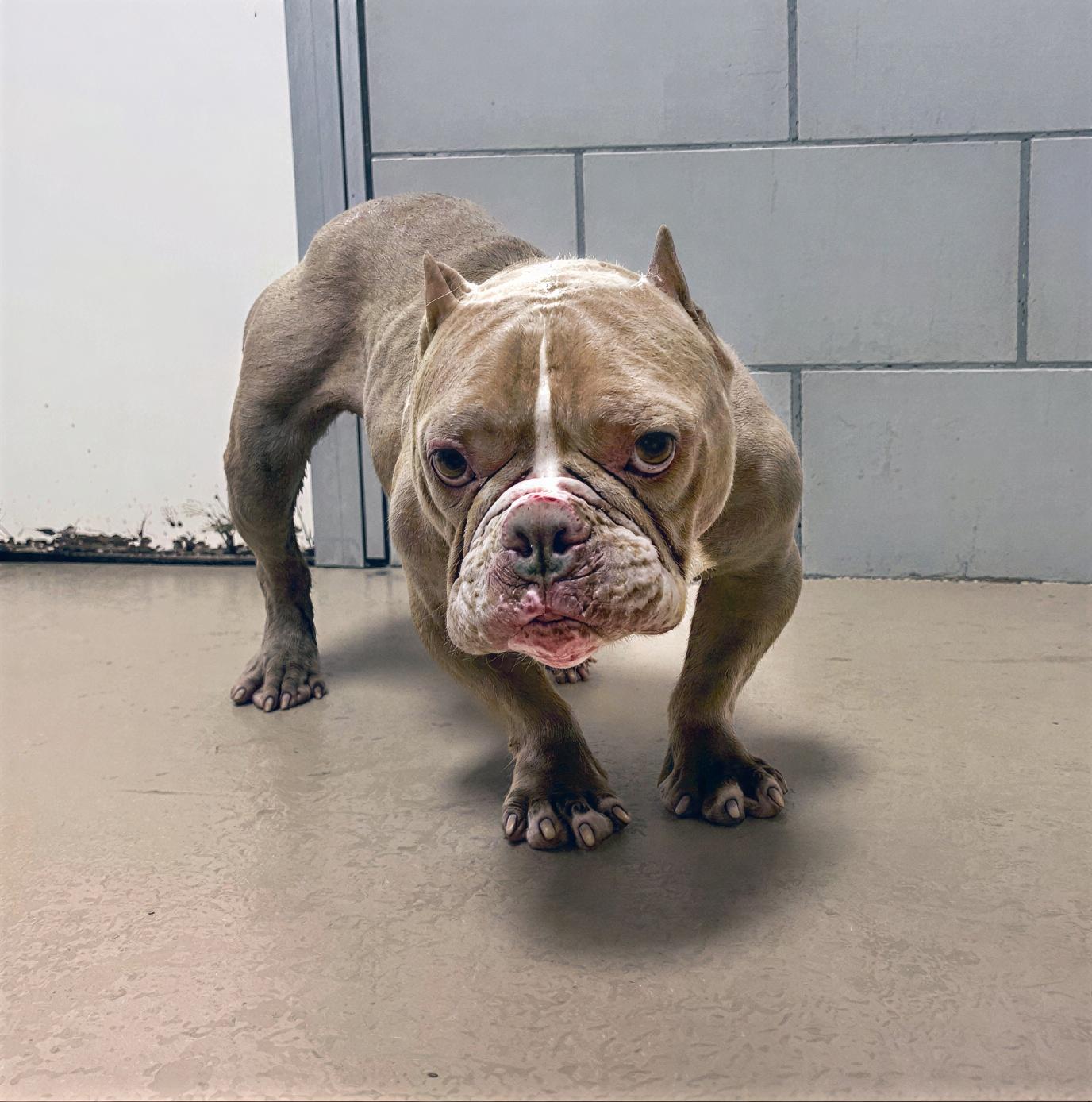 Harmonica, adopted, Adult Female Mixed Breed.