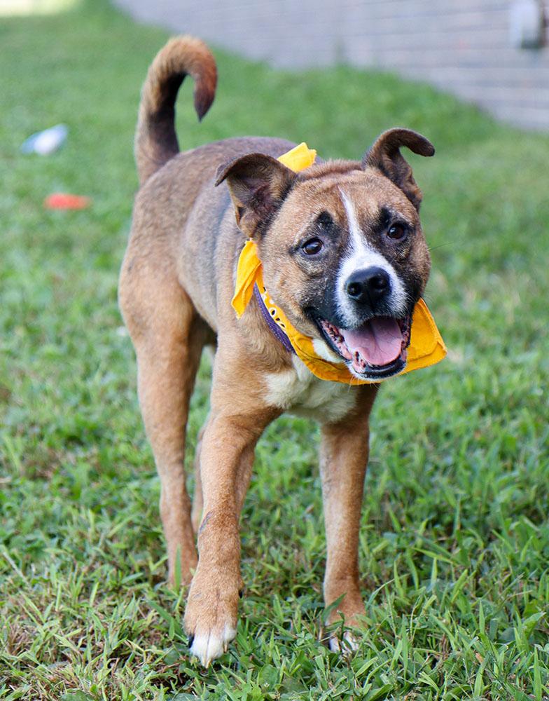 Enlarge Doughnut (AO37327), a Adoptable mixed breed in Kansas City, KS image 4/6