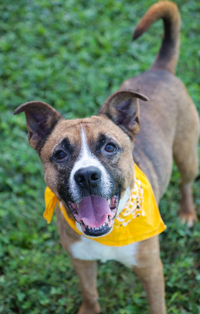 Enlarge Doughnut (AO37327), a Adoptable mixed breed in Kansas City, KS image 2/6