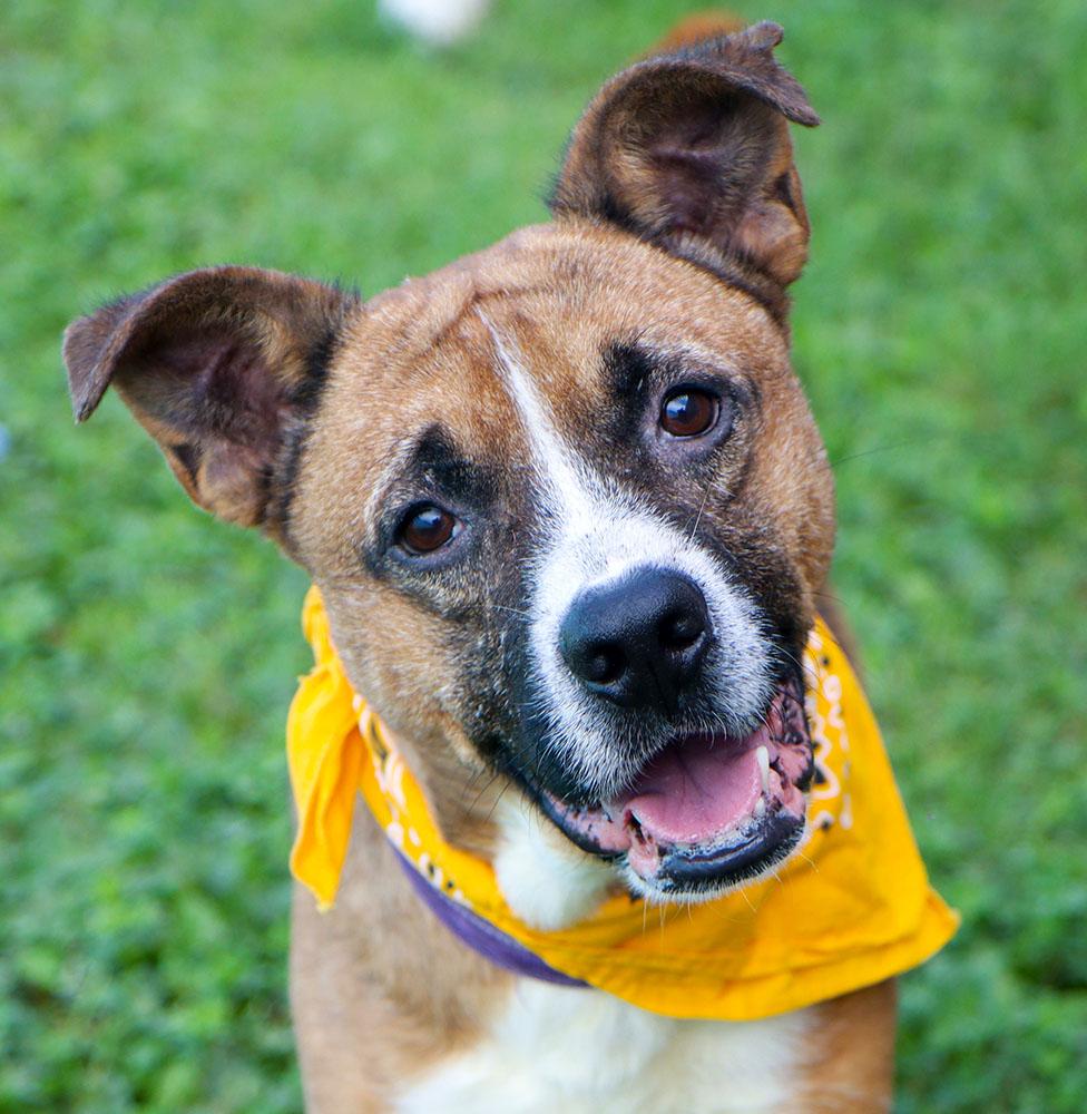 Enlarge Doughnut (AO37327), a Adoptable mixed breed in Kansas City, KS image 1/6
