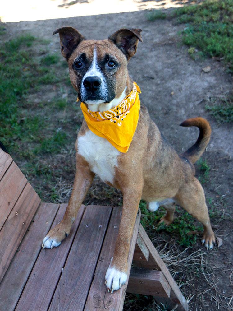 Enlarge Doughnut (AO37327), a Adoptable mixed breed in Kansas City, KS image 6/6