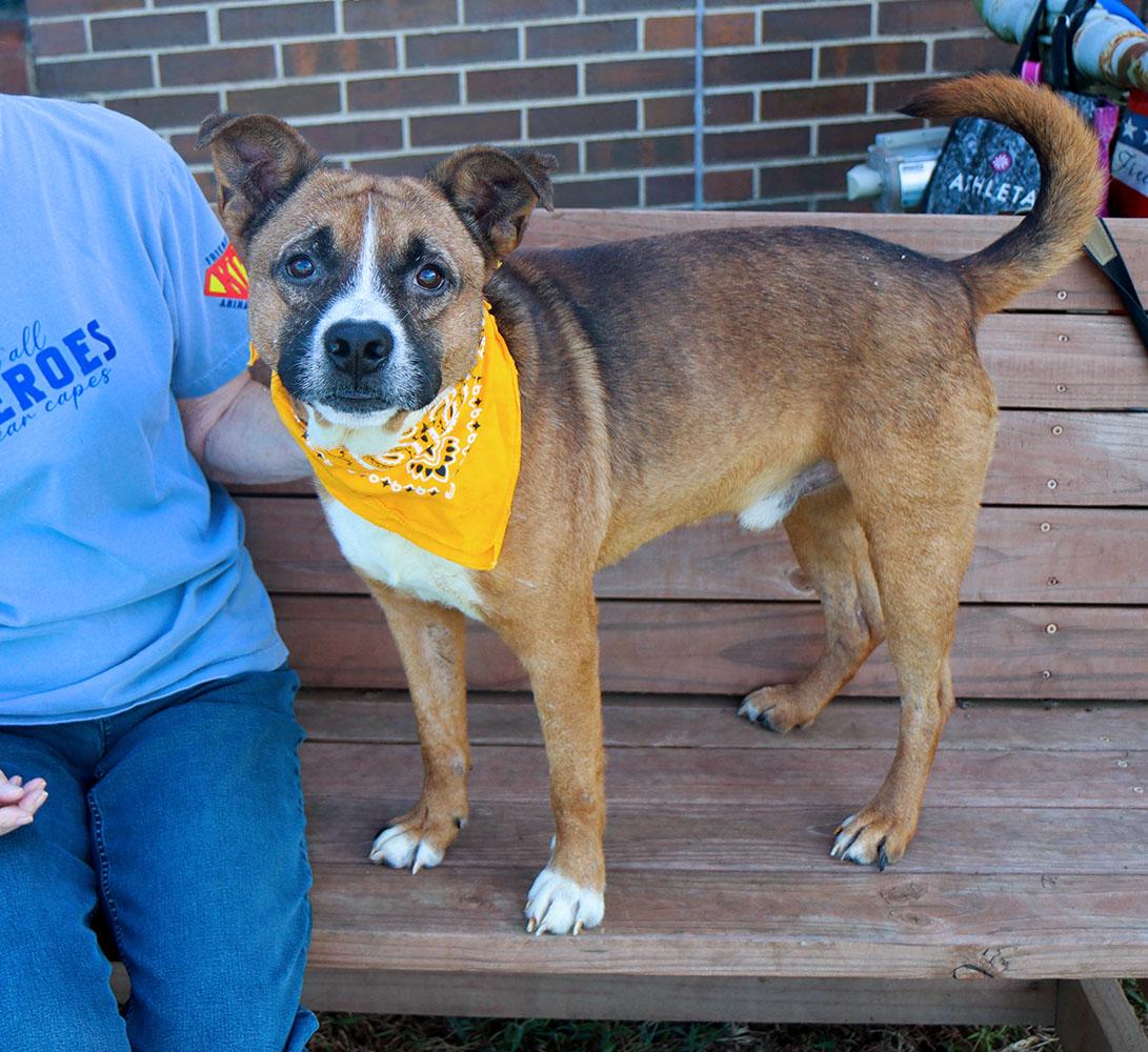 Enlarge Doughnut (AO37327), a Adoptable mixed breed in Kansas City, KS image 5/6