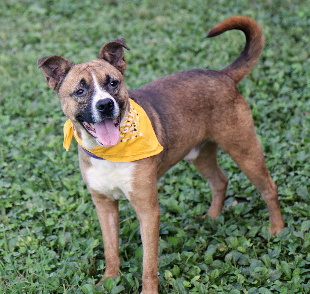 Enlarge Doughnut (AO37327), a Adoptable mixed breed in Kansas City, KS image 3/6
