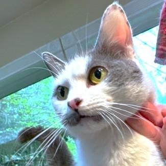 AWESOME AMARETTO, a Adoptable mixed breed in Danbury, CT image 4/5
