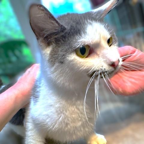 AWESOME AMARETTO, a Adoptable mixed breed in Danbury, CT image 3/5