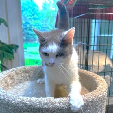 AWESOME AMARETTO, a Adoptable mixed breed in Danbury, CT image 2/5
