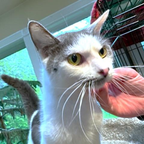 AWESOME AMARETTO, Adoptable, Adult Female Turkish Angora & Russian Blue.