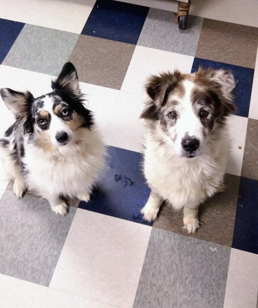 Felix, Adoptable, Adult Male Australian Shepherd.