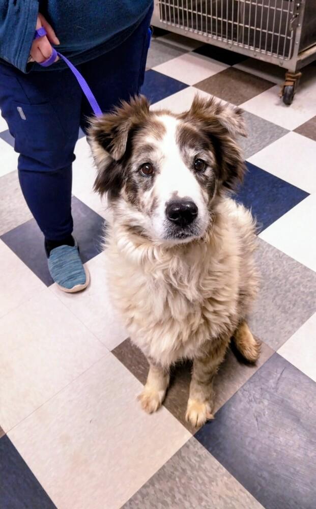Enlarge Felix, a Adoptable mixed breed in Evergreen, CO image 2/6