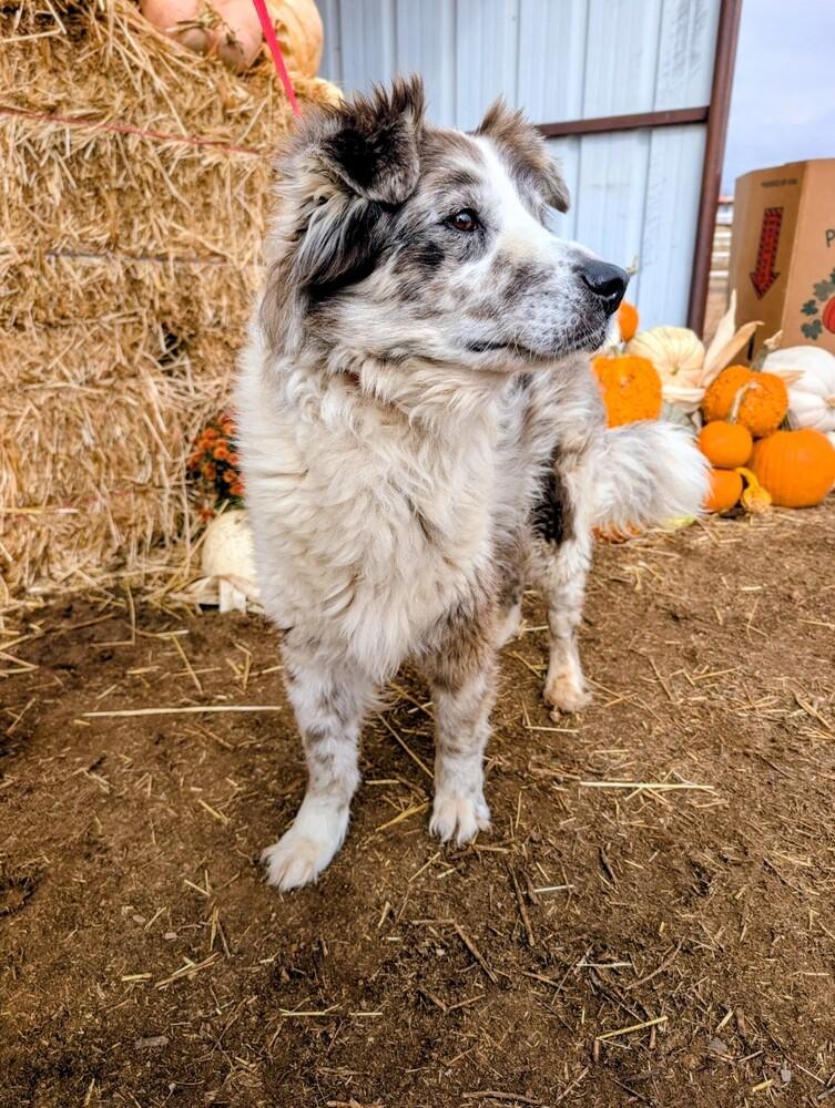 Enlarge Felix, a Adoptable mixed breed in Evergreen, CO image 4/6