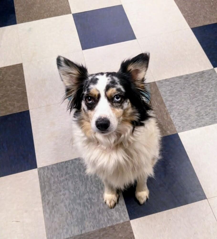 Enlarge Felix, a Adoptable mixed breed in Evergreen, CO image 5/6