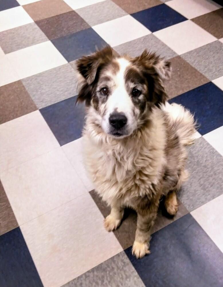 Enlarge Felix, a Adoptable mixed breed in Evergreen, CO image 6/6