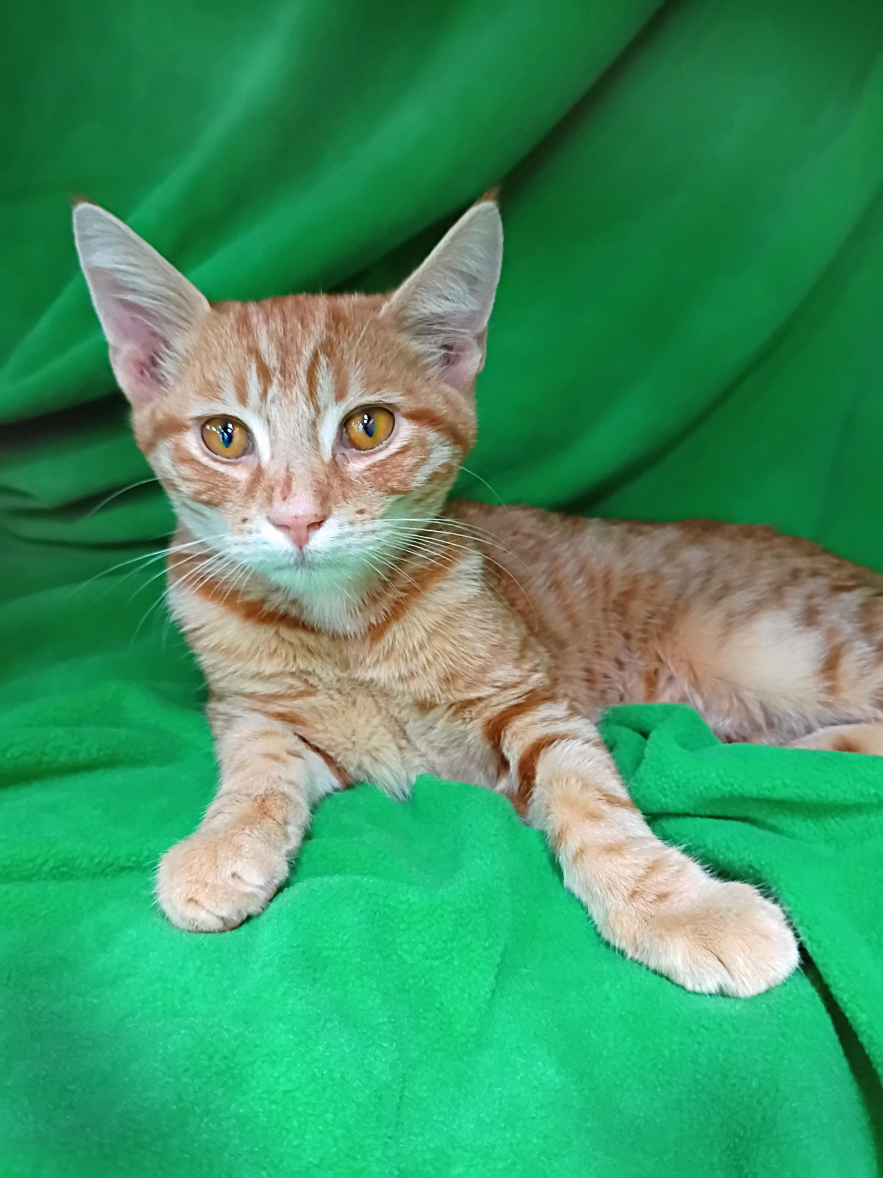 Enlarge Wally, a Adoptable Domestic Short Hair in Morgantown, WV image 2/3