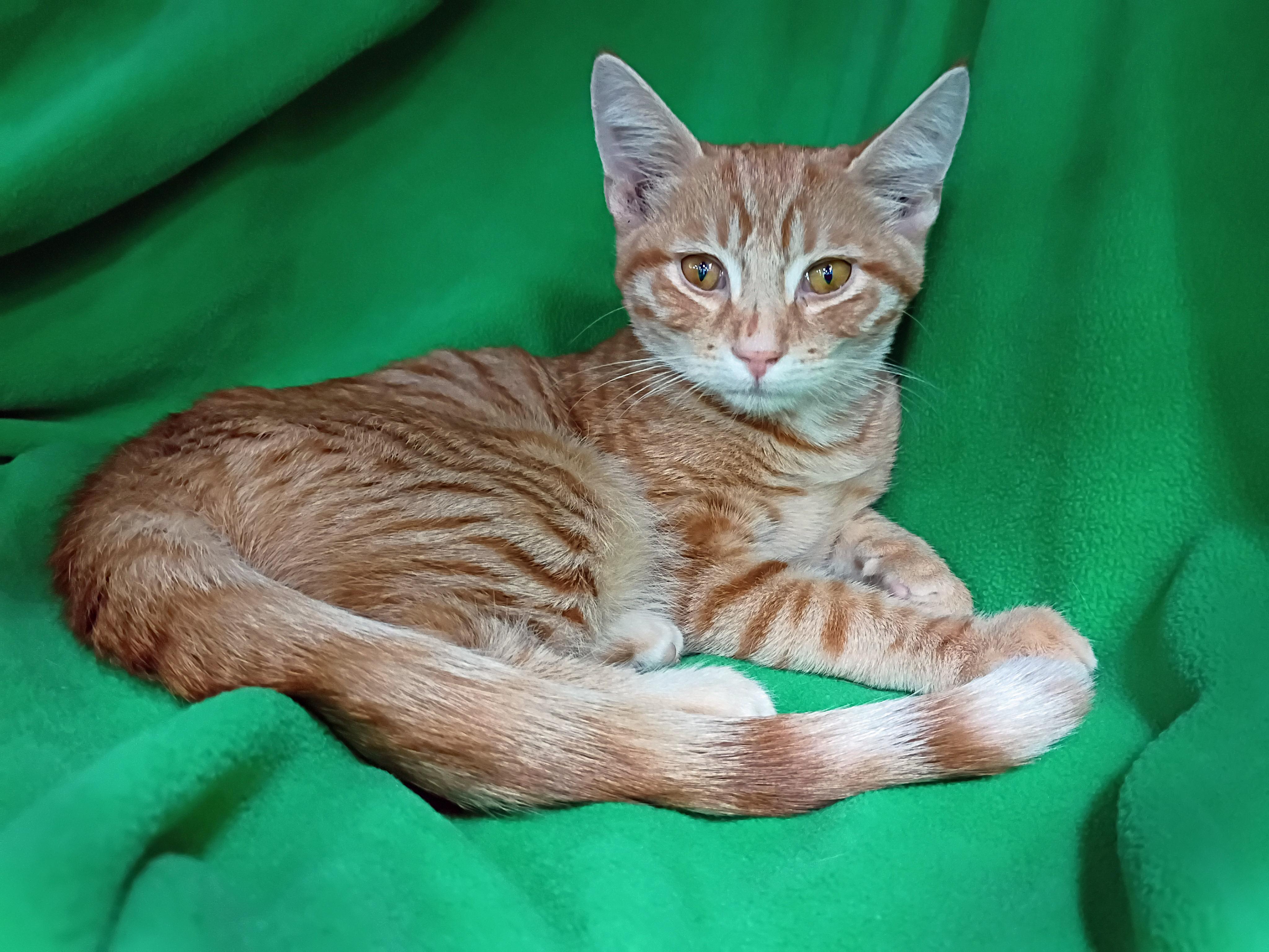 Enlarge Wally, a Adoptable Domestic Short Hair in Morgantown, WV image 1/3