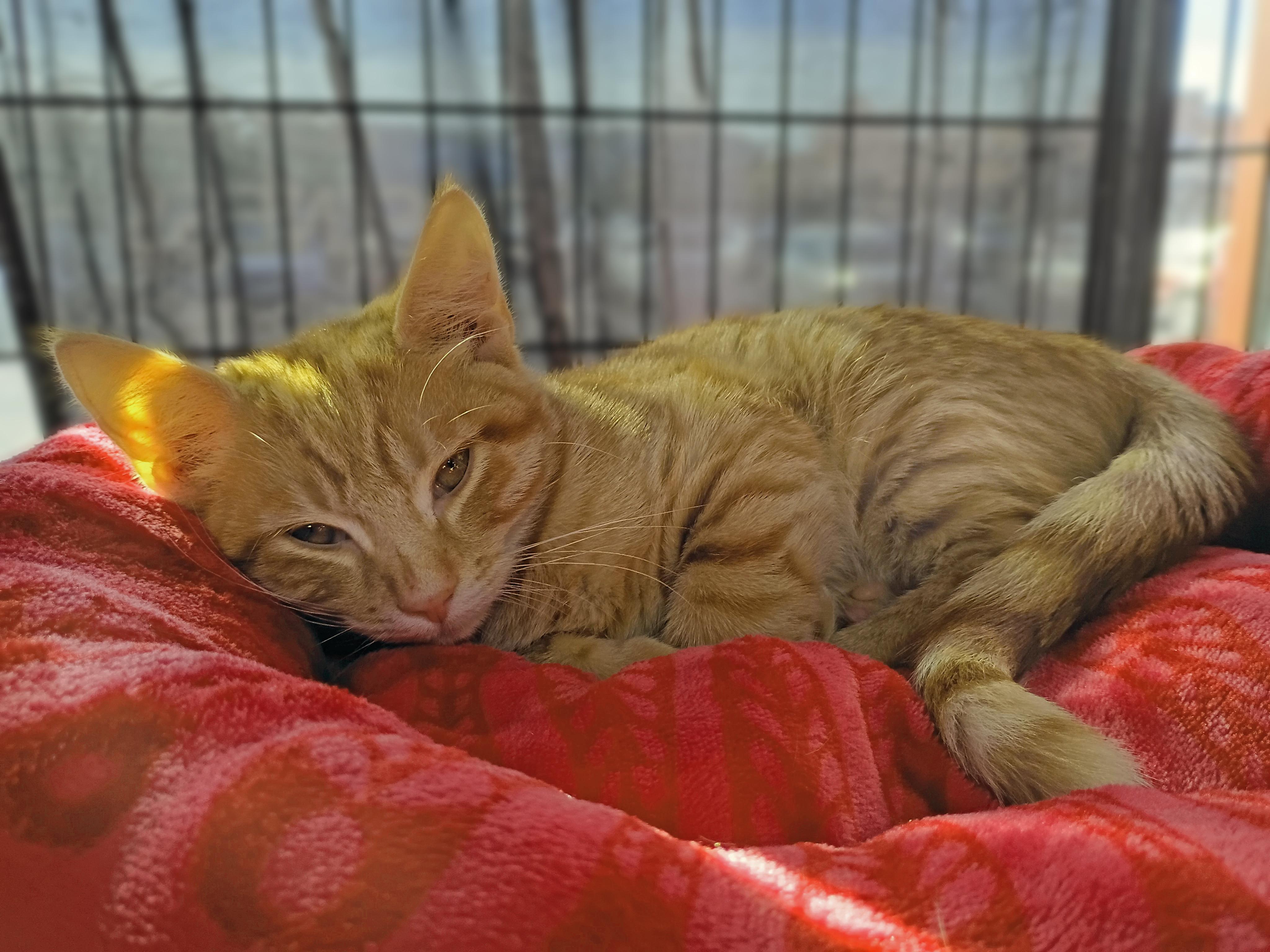 Enlarge Wally, a Adoptable Domestic Short Hair in Morgantown, WV image 3/3