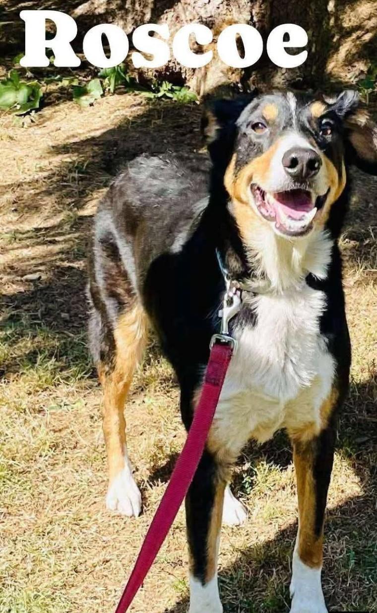 Enlarge ROSCOE, a ADOPTABLE Australian Shepherd in Coudersport, PA image 1/1