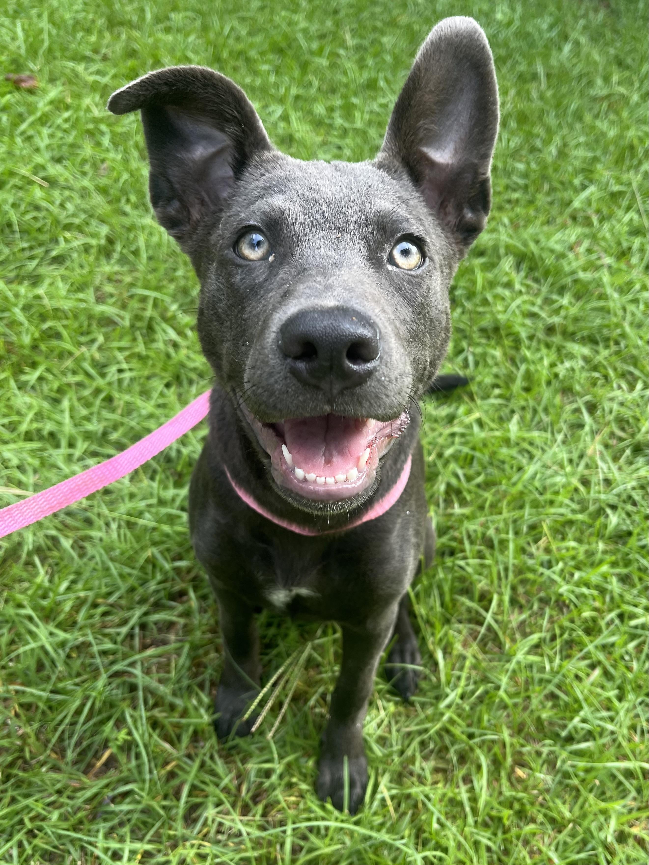 Enlarge Rue, a ADOPTABLE mixed breed in Barnwell , SC image 6/6
