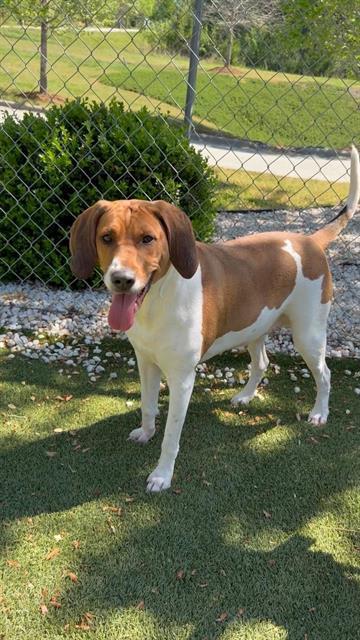 Enlarge CHANEL, a Adoptable mixed breed in Newton, NC image 1/1