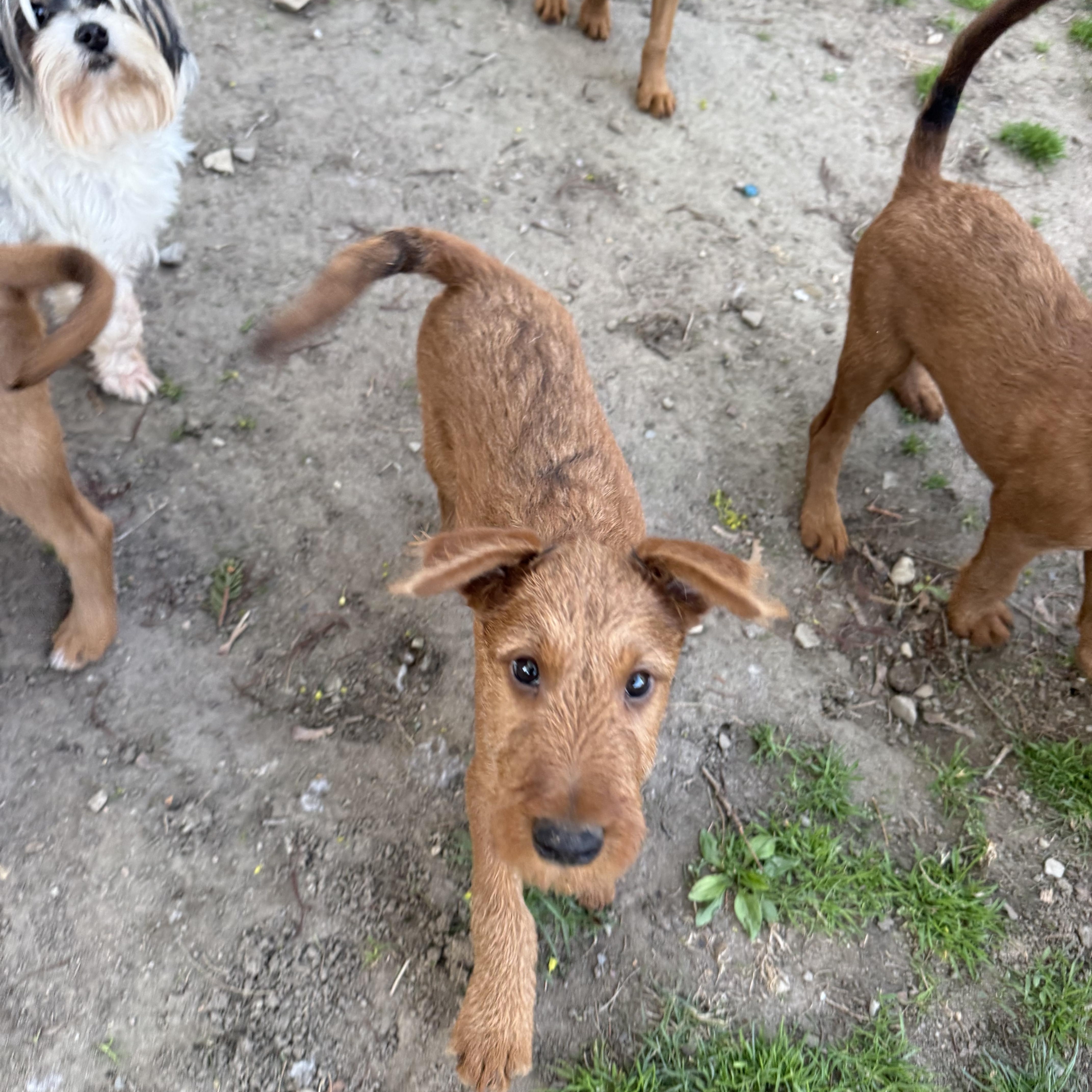 Enlarge Kiera, a ADOPTABLE Irish Terrier in Delmar, NY image 2/3