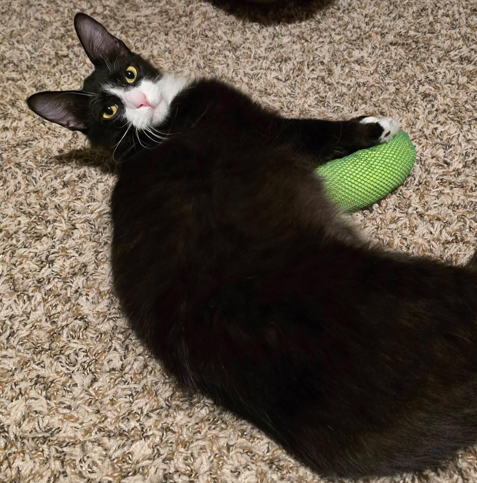 Angel, a Adopted Domestic Medium Hair in Montgomery, AL image 3/3