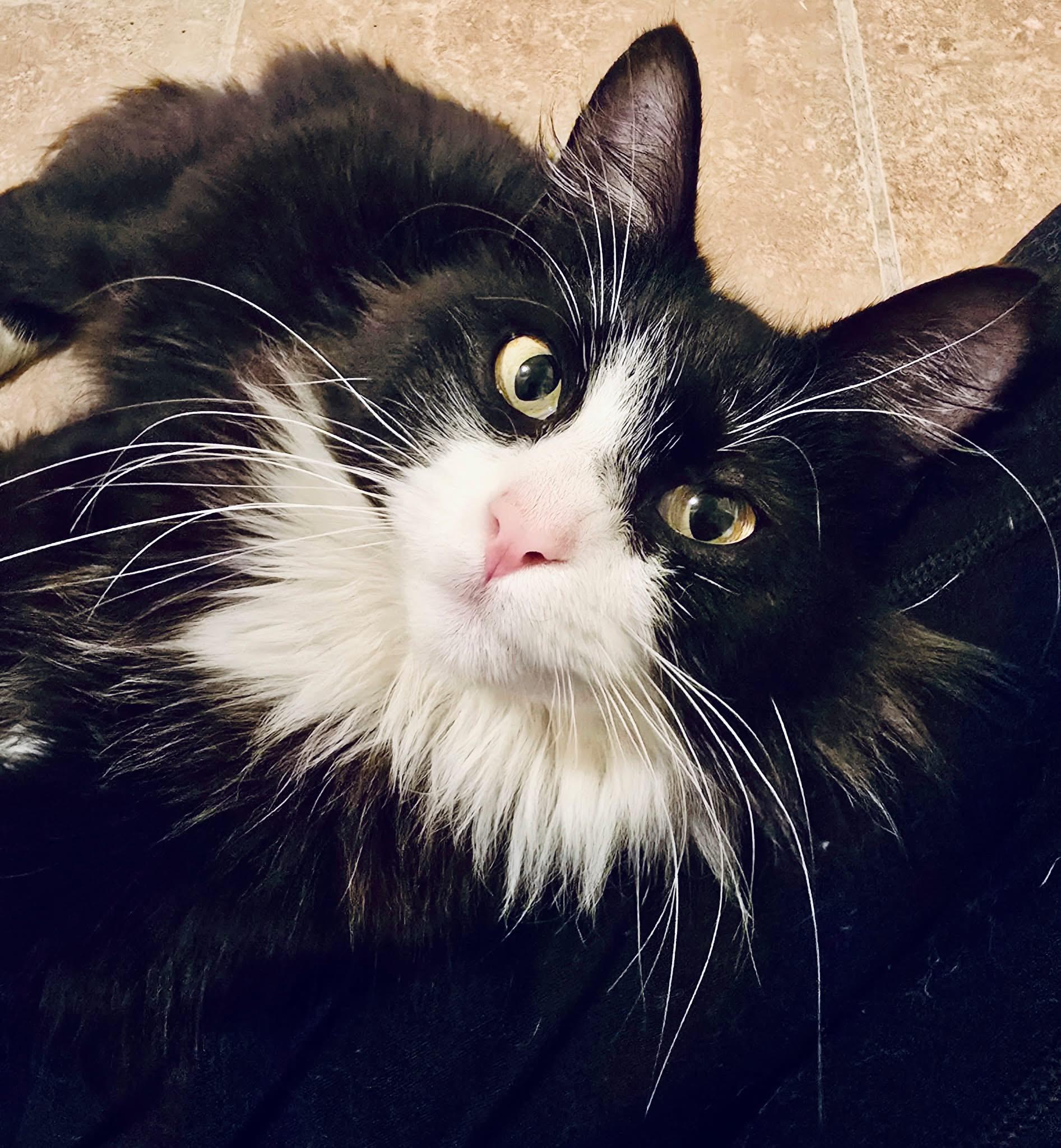 Angel, a Adopted Domestic Medium Hair in Montgomery, AL image 1/3