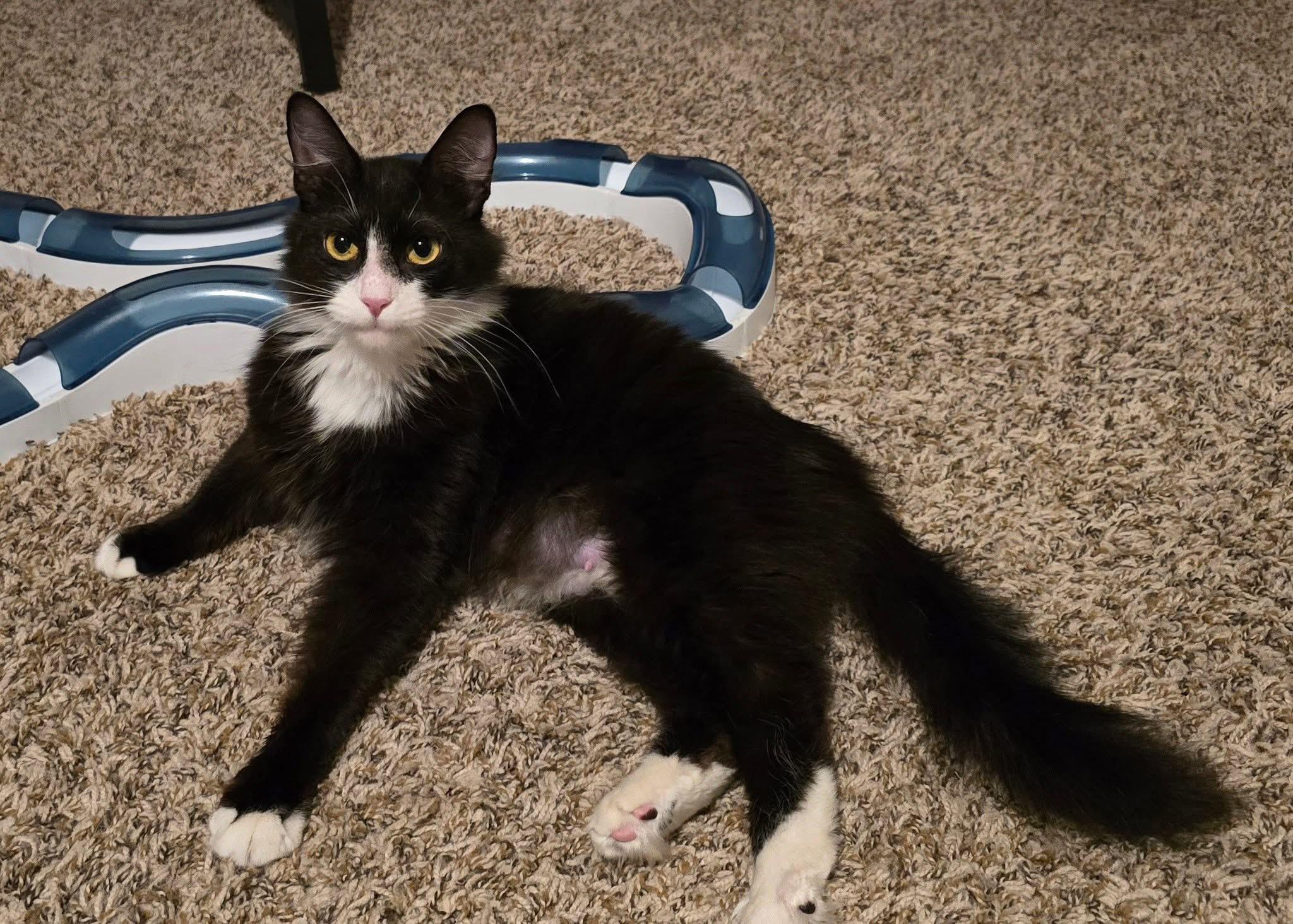 Angel, a Adopted Domestic Medium Hair in Montgomery, AL image 2/3