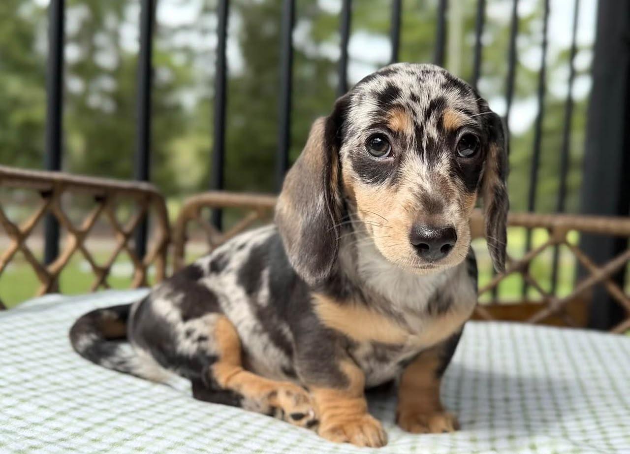 Flippy, Adoptable, Young Male Dachshund.