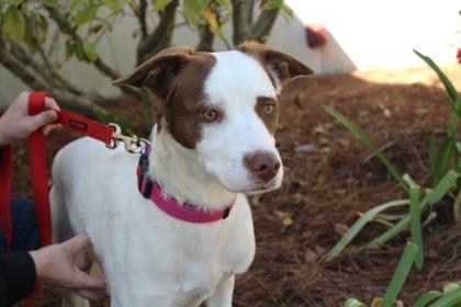 Brown Sugar, a Adoptable mixed breed in Brunswick, GA image 2/2