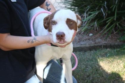 Enlarge Brown Sugar, a Adoptable mixed breed in Brunswick, GA image 1/2