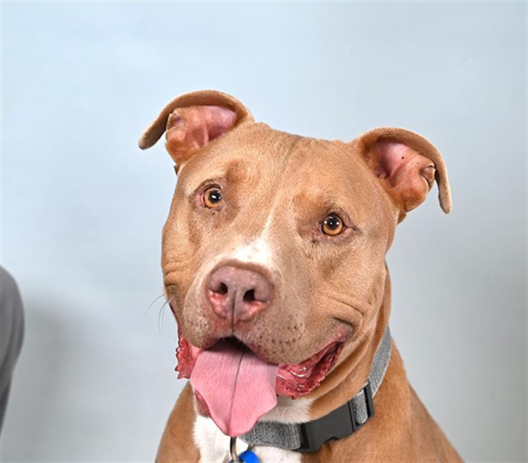 Enlarge REX, a Adoptable mixed breed in Loveland, CO image 1/1