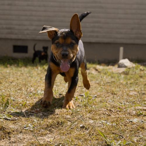 Garth, Adoptable, Puppy Male Feist & French Bulldog.