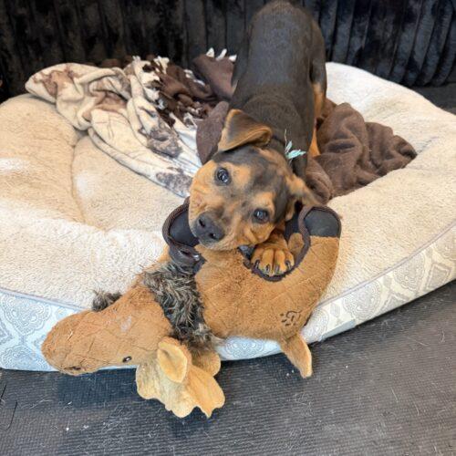 Enlarge Garth, a Adoptable mixed breed in Christiansburg, VA image 2/5