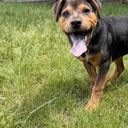 Enlarge Garth, a Adoptable mixed breed in Christiansburg, VA image 3/5
