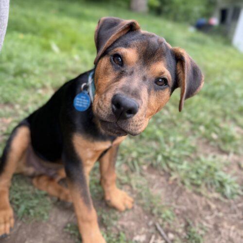 Enlarge Garth, a Adoptable mixed breed in Christiansburg, VA image 4/5