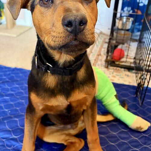 Enlarge Garth, a Adoptable mixed breed in Christiansburg, VA image 5/5