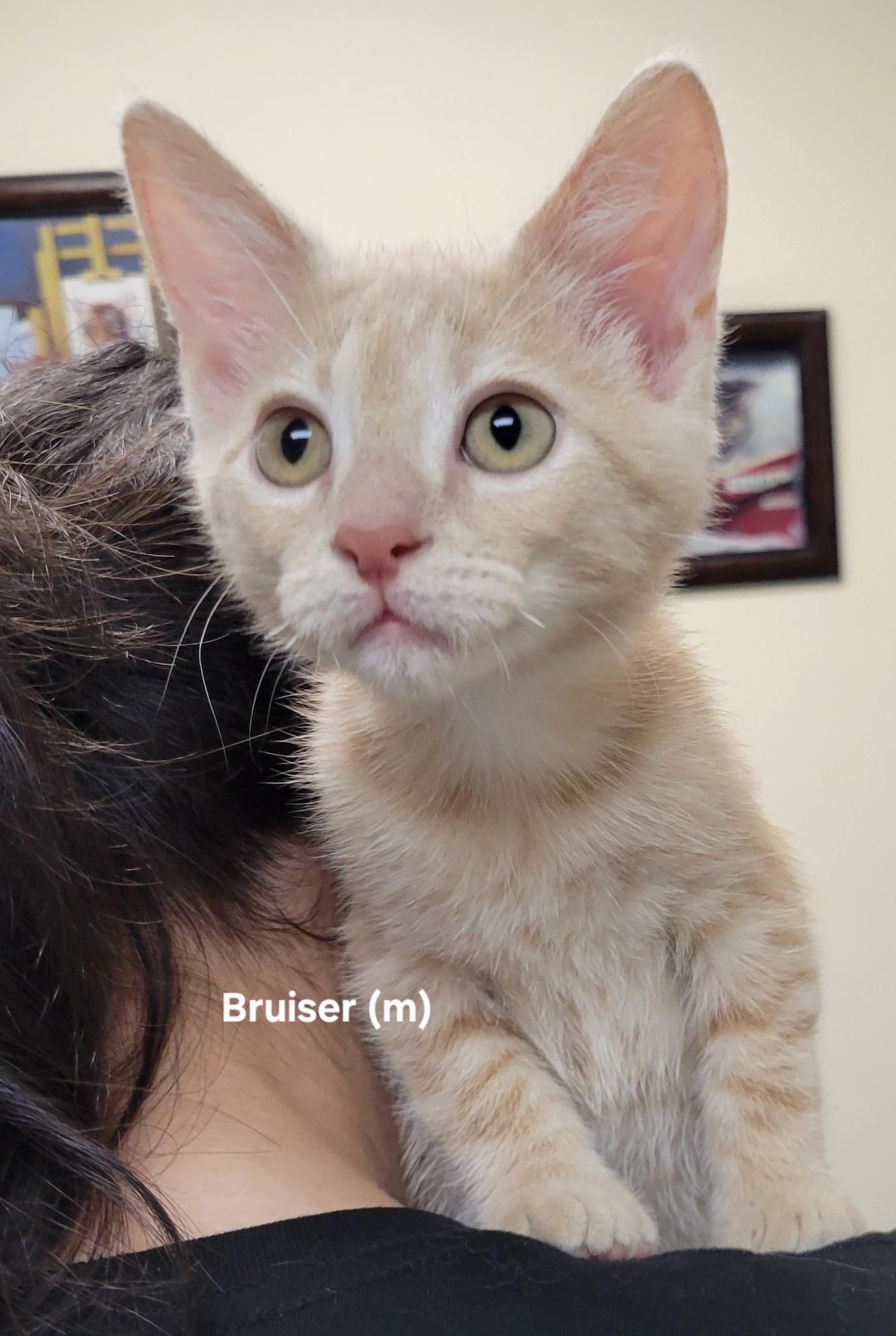 Bruiser